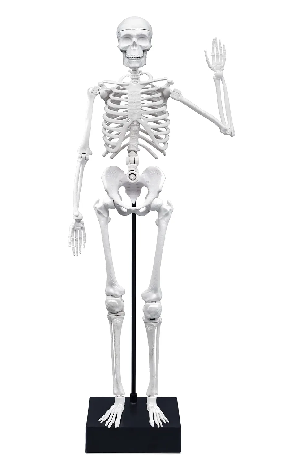 Buki France 2180 Skelett Modell 45 cm Anatomie