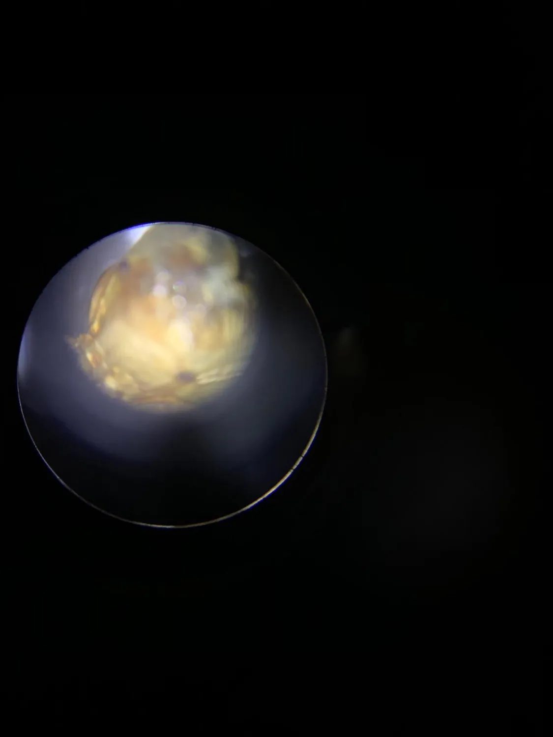 Buki MR500 Binokularmikroskop 3D Experimentierkasten ab 8 Jahre