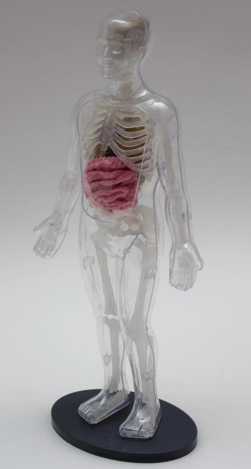 Buki 2163 Der menschliche Körper Anatomie-Set mit Stethoskop