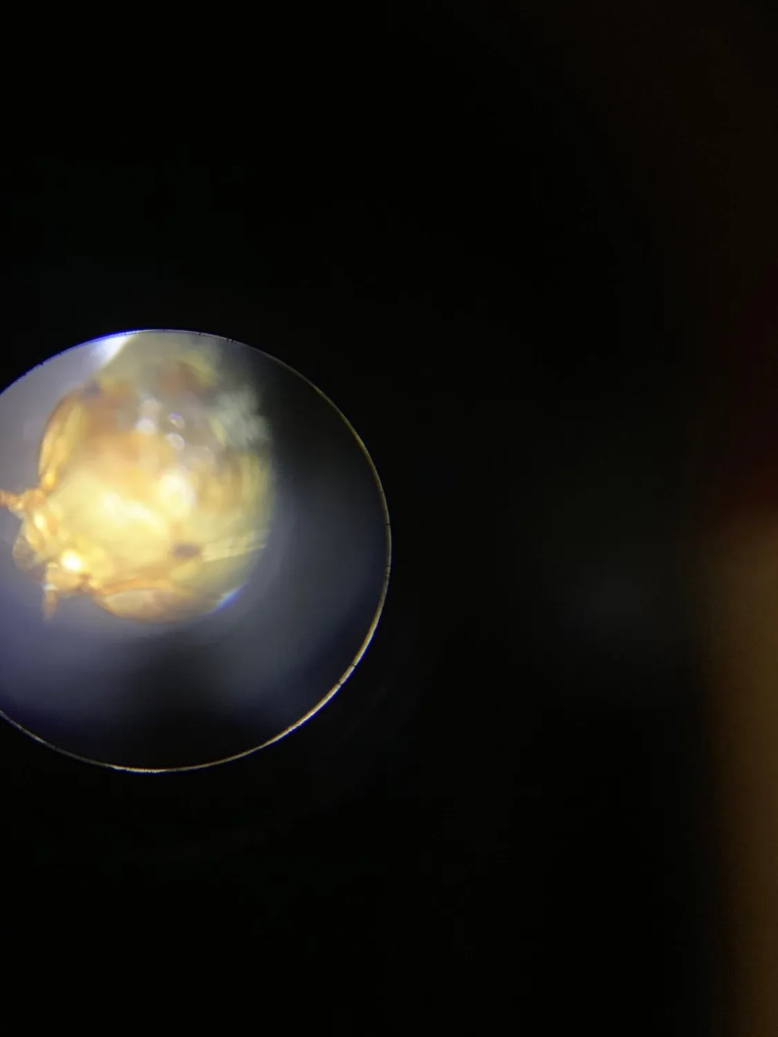 Buki MR500 Binokularmikroskop 3D Experimentierkasten ab 8 Jahre